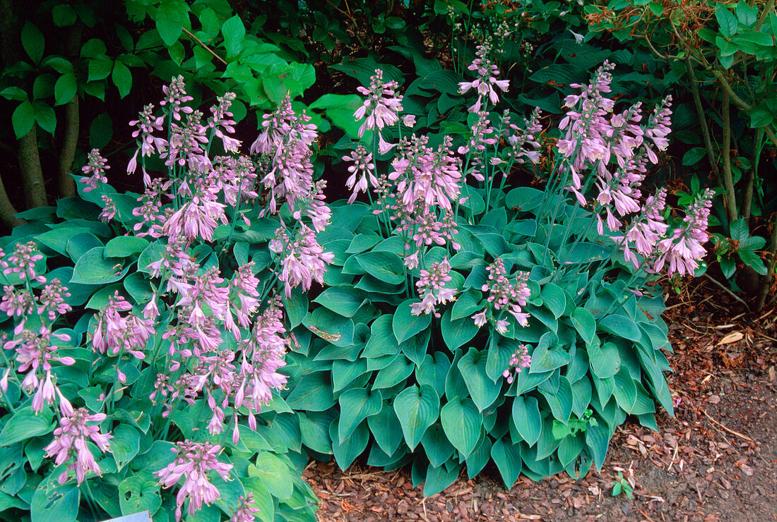 Hosta 'Blue Cadet' / Kleine Blaublatt-Funkie