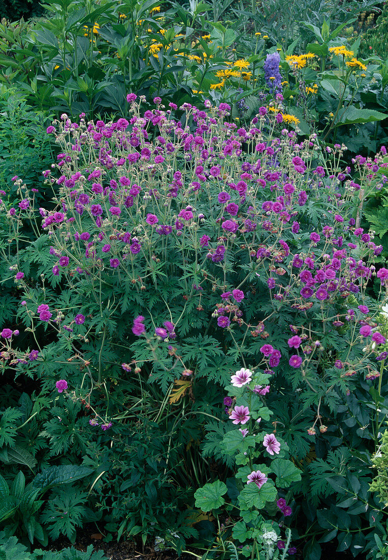 Geranium pratense 'Plenum Violaceum' - Filled meadow cranesbill