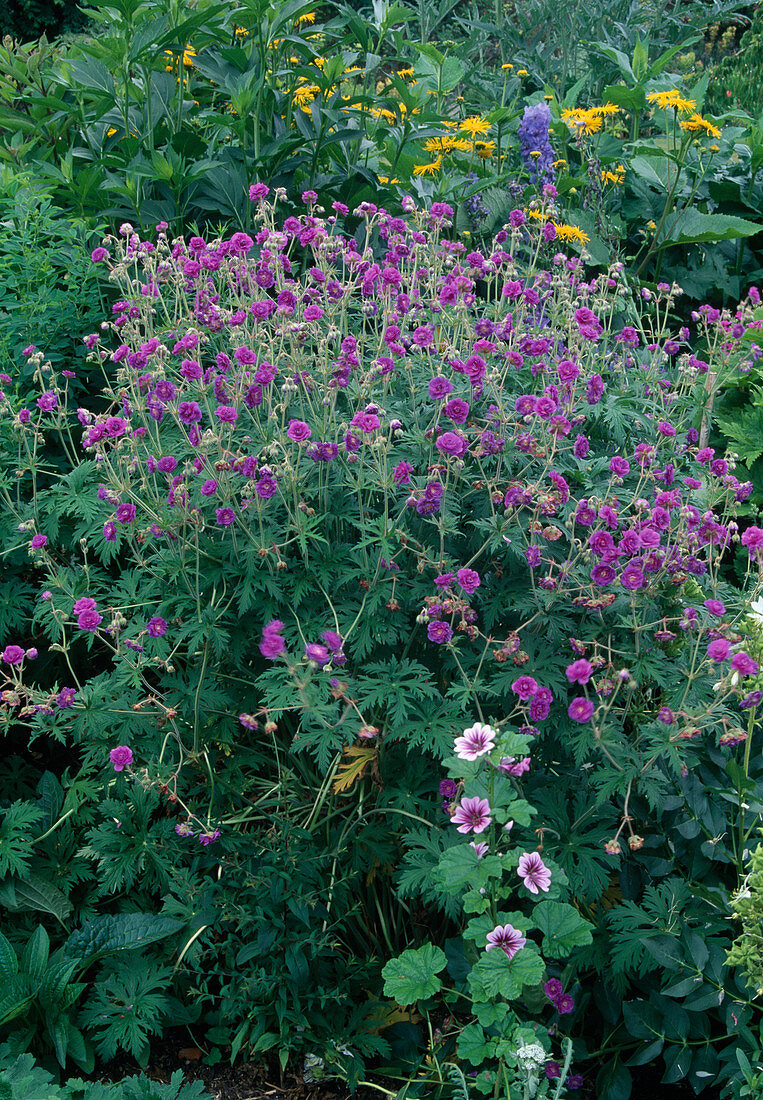 Geranium pratense 'Plenum Violaceum' - Gefüllter Wiesen-Storchschnabel