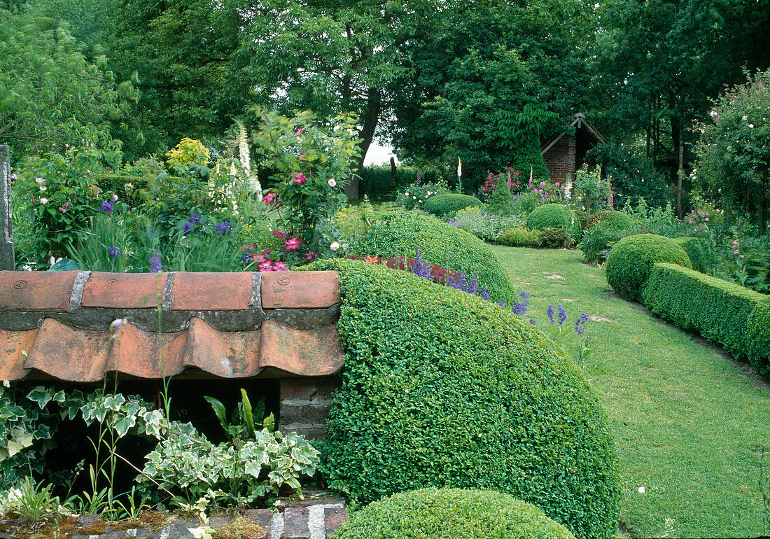 Buxus (Buchs) als Kugeln und Hecke, Hedera helix 'Chester'(Efeu), kleines Gartenhaus im Schatten unter Bäumen