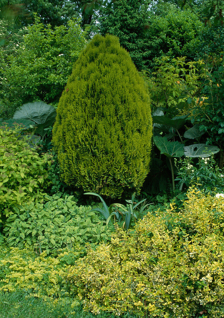 Thuja orientalis 'Aurea'(Yellow dwarf tree of life), Euonymus 'Emerald Gold'(Creeping spindle), Salvia officinalis 'Icterina' (Golden sage)