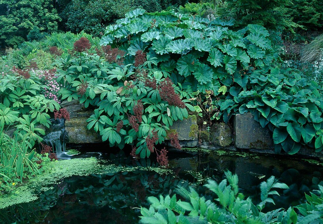Pond bordered with granite blocks, Rodgersia pinnata (pinnate leaf) and Darmera peltata (shield leaf) as riparian planting