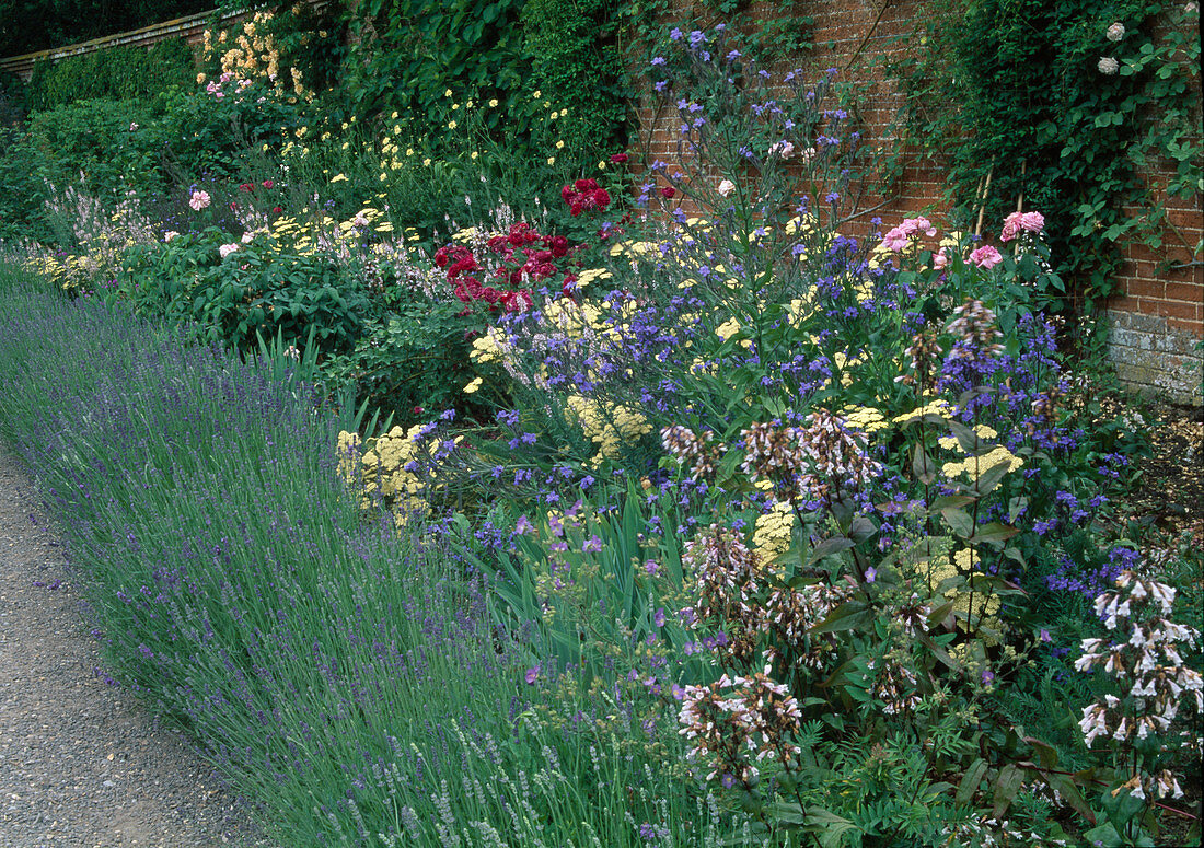 Staudenbeet mit Hecke aus Lavendel (Lavandula), Anchusa (Ochsenzunge), Penstemon (Bartfaden), Achillea (Schafgarbe), Rosa (Rosen)