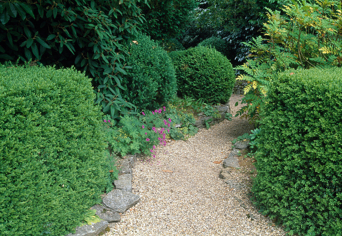 Kiesweg Buxus, Mahonia, Geranium