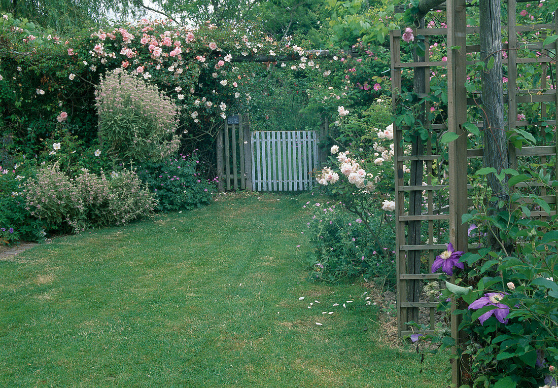 Rosa 'Léontine Gervais' (rambler rose, climbing rose) on pergola, Phlomis tuberosa 'Amazone' (tuberous fireweed), Geranium (cranesbill) and Clematis (woodland vine) on rose archway