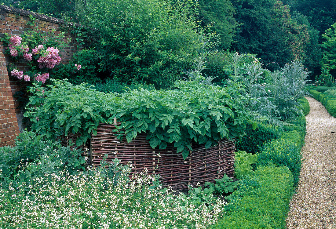Eruca sativa (rocket), raised bed of hazel rods with Solanum tuberosum (potato), Cynara scolymus (artichoke), beds bordered with Buxus (boxwood), gravel path