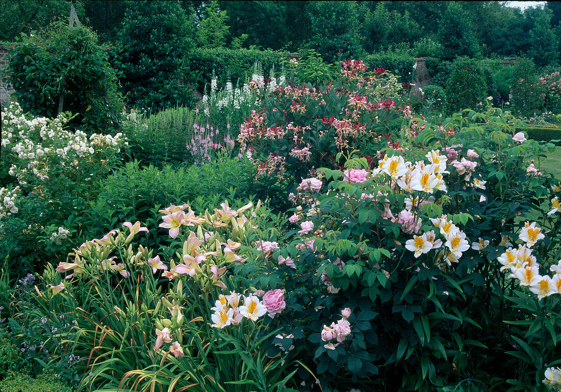 Alstroemeria (alkali lily), Lonicera heckrottii (honeysuckle), Hemerocallis (daylilies), Rosa (roses) and Epilobium (willowherb)