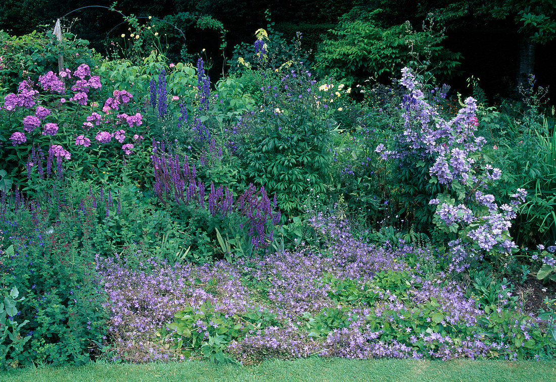 Blau - violettes Staudenbeet - Campanula poscharskyana 'Blauranke' (Glockenblumen), Salvia nemorosa (Steppensalbei, Ziersalbei), Phlox paniculata (flammenblumen), Aconitum (Eisenhut), Malva sylvestris 'Primley Blue' (Malve)