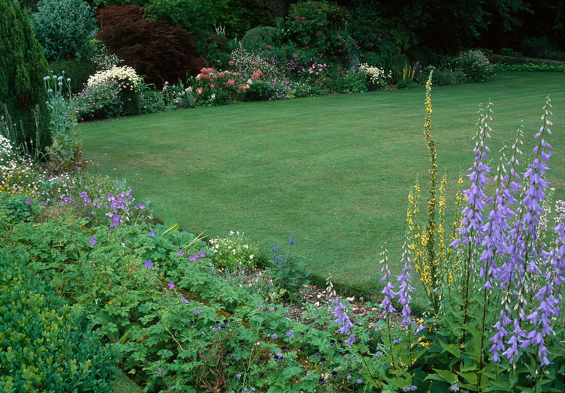 Beds with perennials framing lawn, geranium (cranesbill), campanula (bellflower), verbascum (mullein)