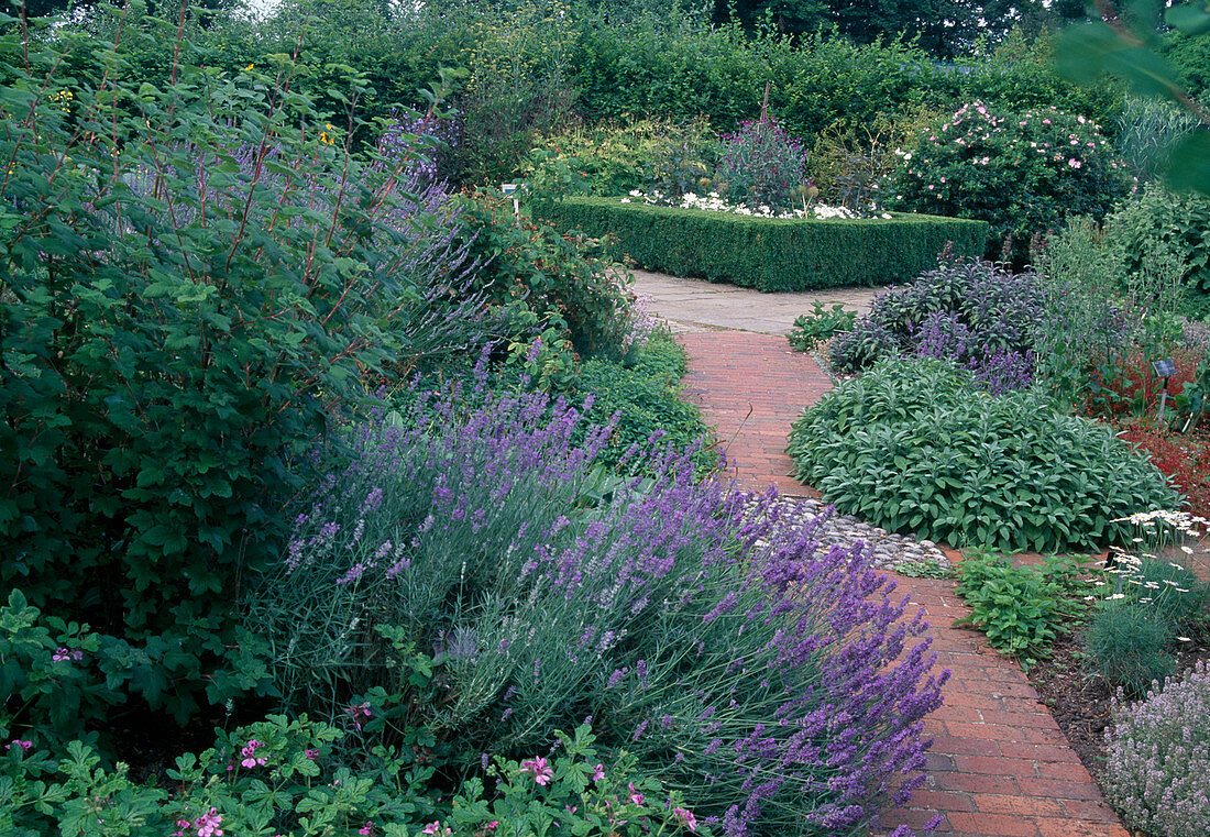 Herb garden: lavender (Lavandula), sage (Salvia), path made of clinker paving, bed with buxus (box hedge) as edging