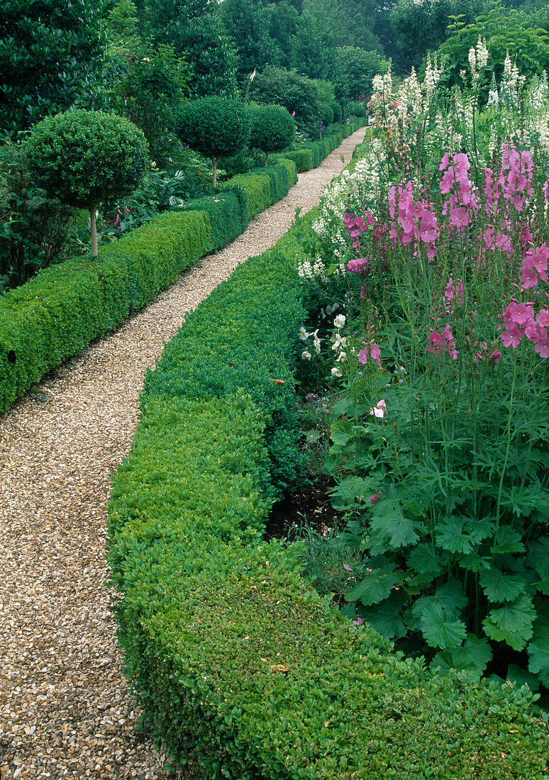 Gravel path between flower beds bordered with hedges of Buxus (box), Sidalcea 'Rose Queen' (prairie mallow), Galega 'Candida' (goat's rue)