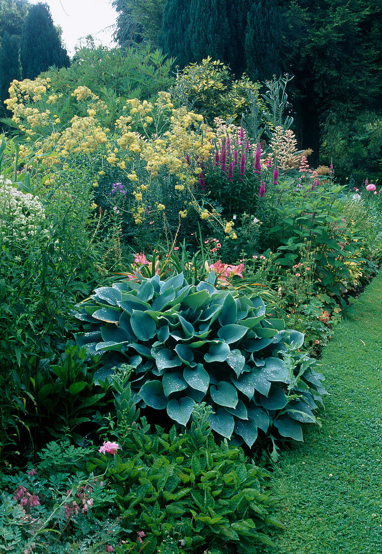 Hosta 'Halcyon' (Blue-leaved Hosta), Lythrum (Purple Loosestrife), Thalictrum flavum ssp. glaucum (Yellow Meadow-Rue)