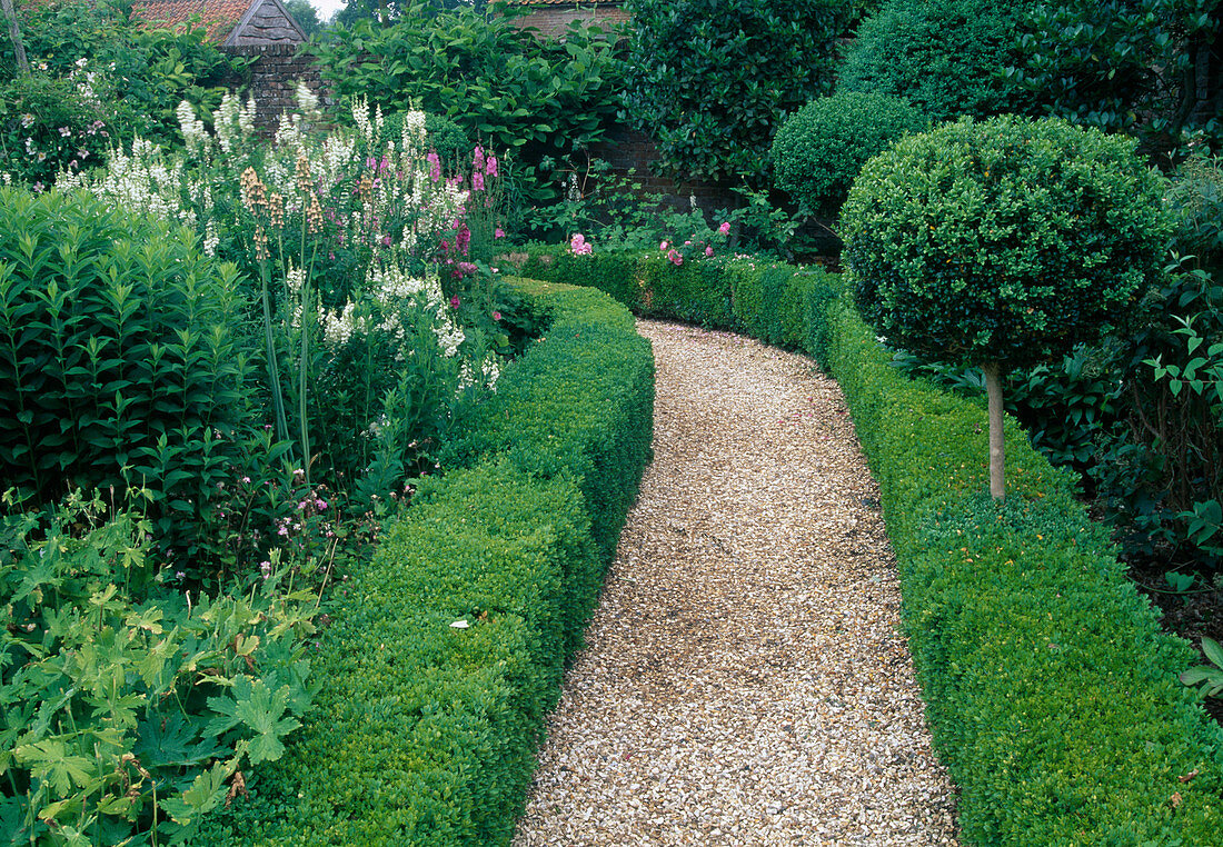 Gravel path between Buxus hedges, ball stems, Galega 'Candida'