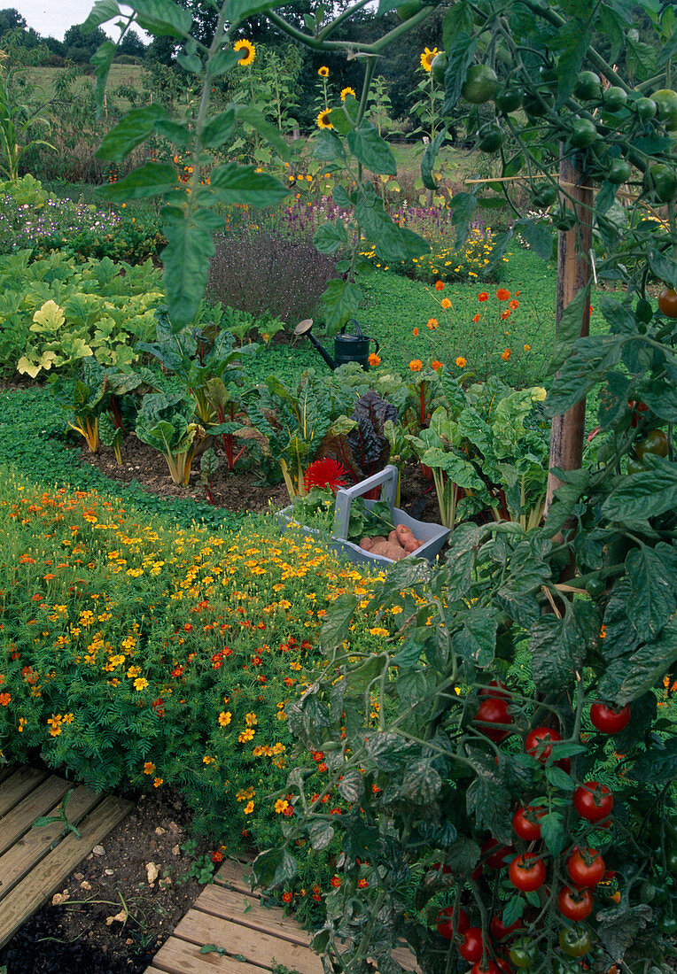 Bauerngarten mit Tomate (Lycopersicon), Tagetes tenuifolia (Gewürz-Tagetes), Mangold (Beta vulgaris), Helianthus annuus (Sonnenblumen)