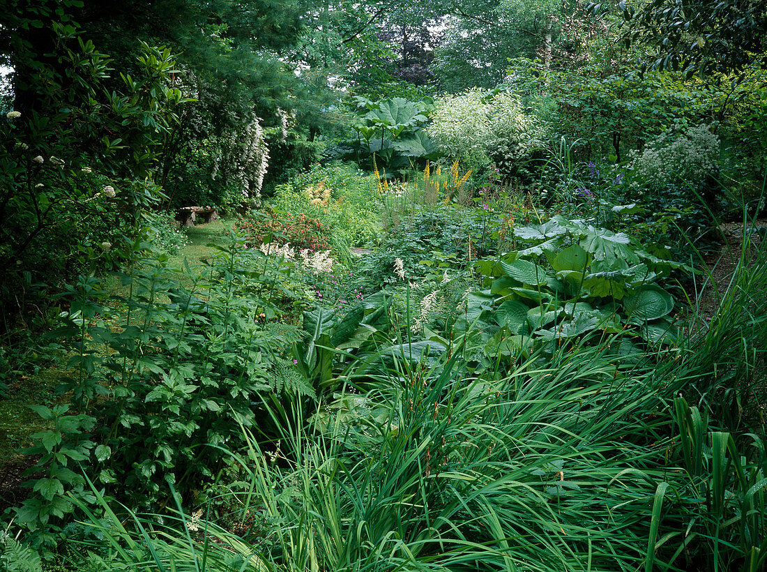 Shade bed between large trees: Hosta (Funkia), Ligularia (Greiskraut), Astilbe (Prachtspiere), Gunnera manicata (Mammutblatt)