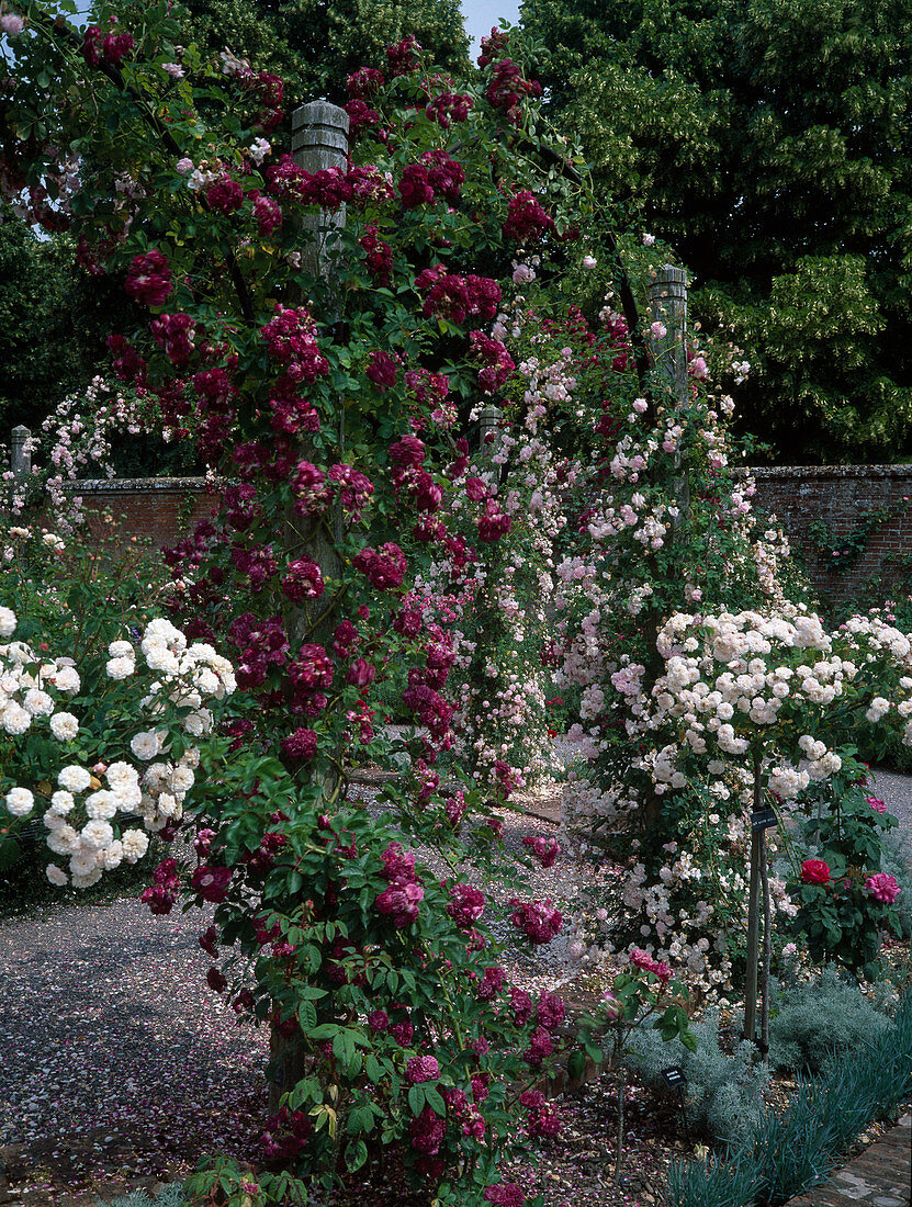 Rosa 'Debutante', 'Magenta' (rambler roses) overgrowing archway, R. 'Little White Pet' syn. 'Belle de Tehran' (Chinese roses), repeat flowering with light fragrance