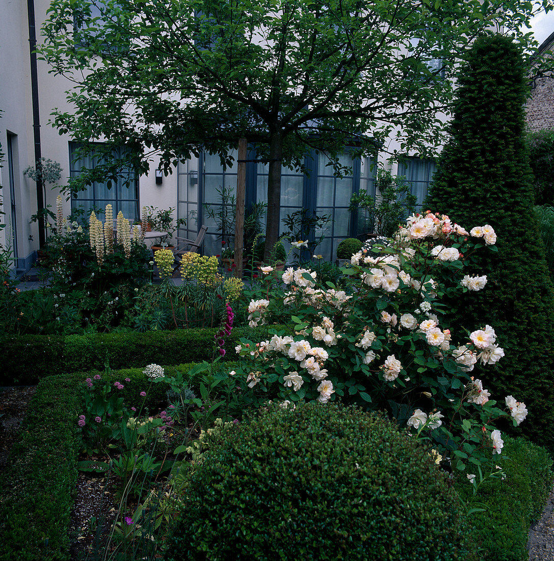 Rosa moschata 'Penelope' (rose), repeat flowering, good fragrance, Taxus (yew) - conical cut, small hedges of Buxus (box) and globe, Euphorbia (spurge), Lupinus (lupines) and Digitalis (foxglove)