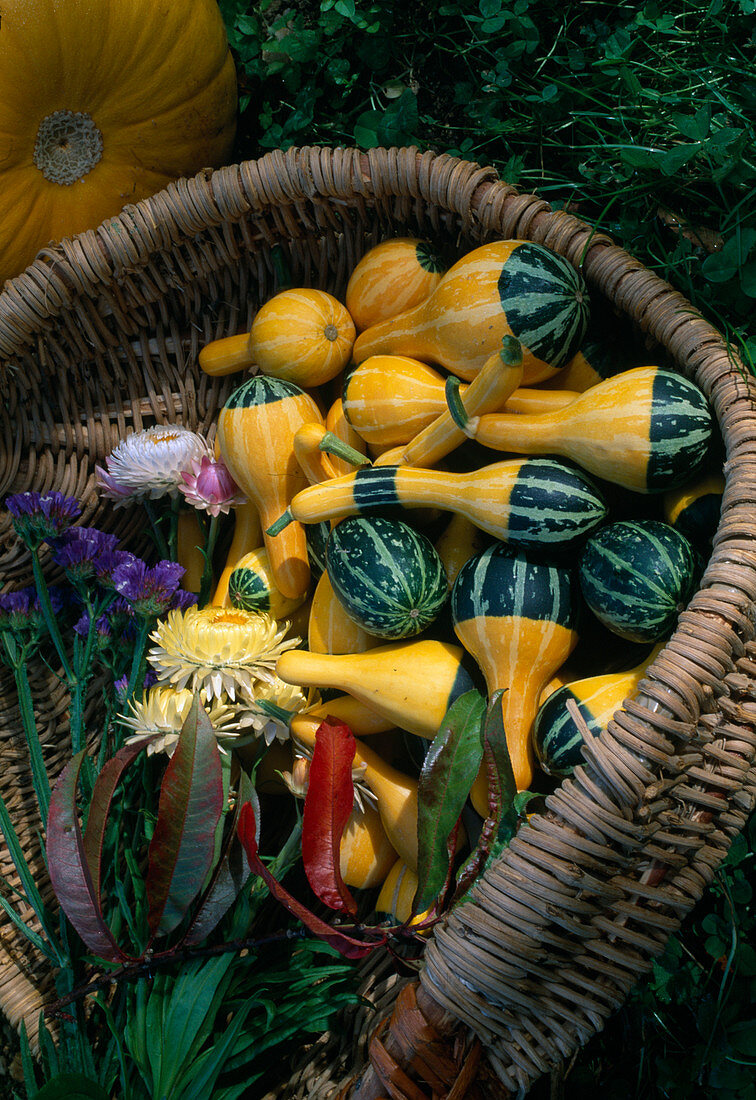 Ornamental pumpkins (Cucurbita ssp.) 'Bicolour Pear'