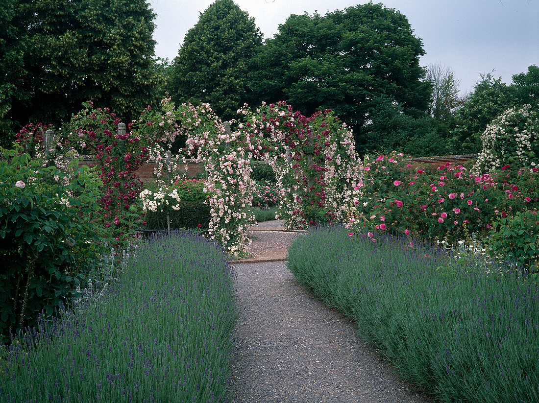 Rose garden: Rosa 'Debutante', 'Magenta' (rambler roses, climbing roses) on rose arches, lavender hedges (Lavandula)