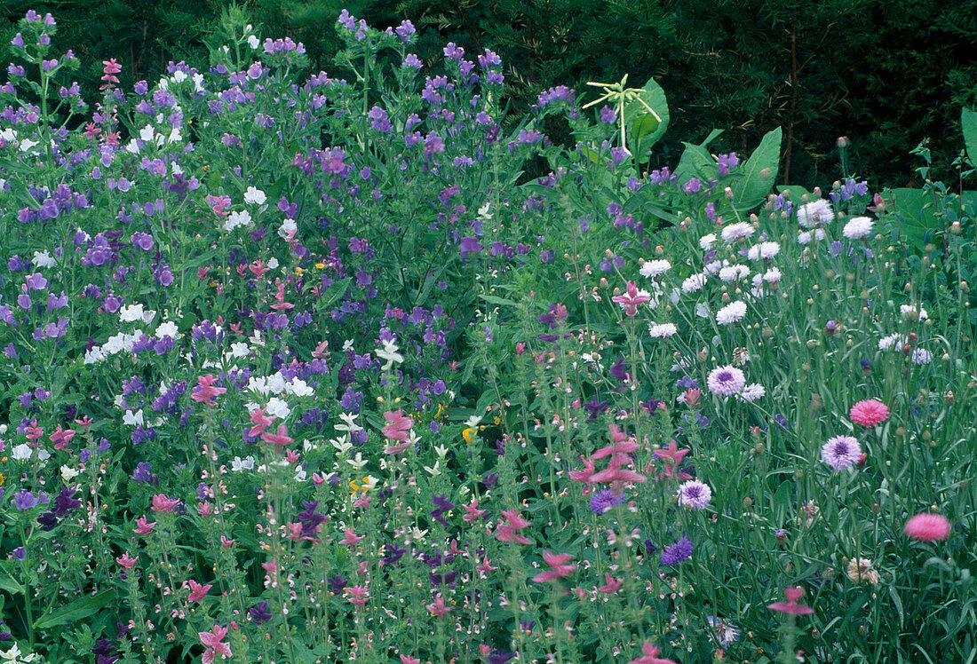 Echium vulgare (Natternkopf), Salvia horminium (Schopfsalbei), Centaurea cyanus (Kornblumen)