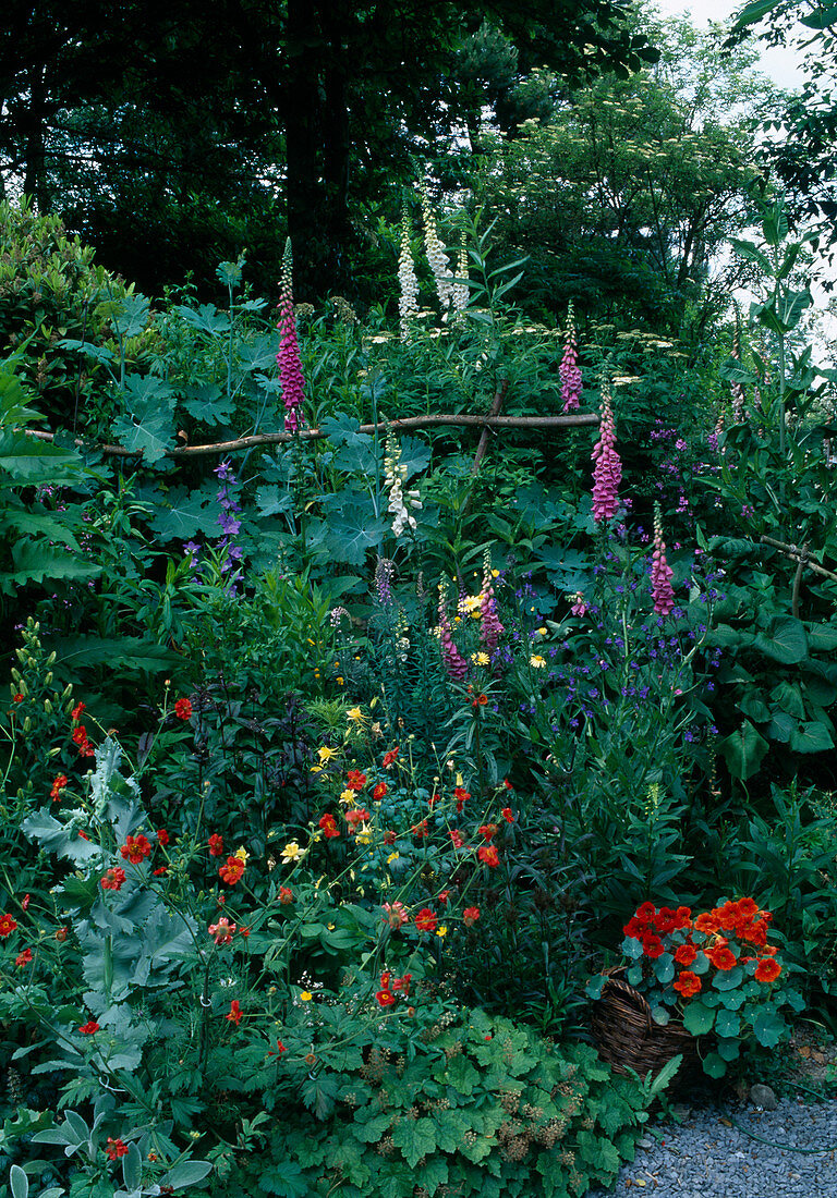 Digitalis, Tropaeolum majus, Anchusa, Tiarella cordifolia, Geum, Macleaya, branches as perennial support