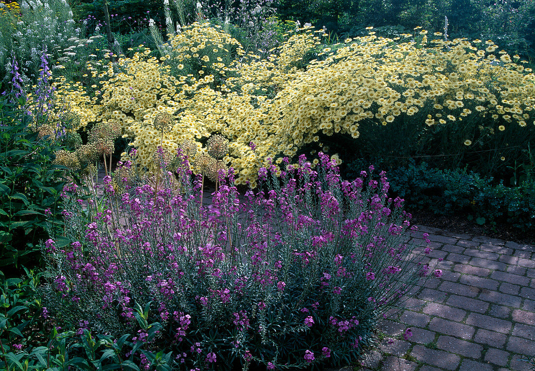 Erysium linifolium (Goldlack) und Anthemis 'E. C. Buxton' (Färberkamille)