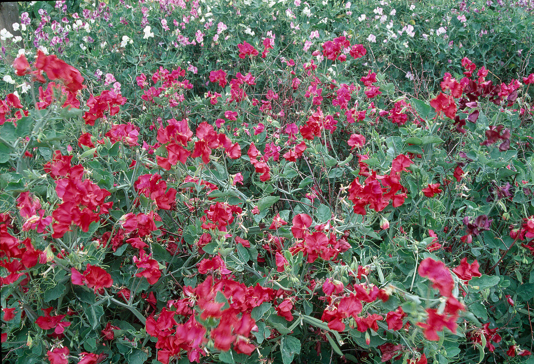 Lathyrus odoratus (Duftwicken) im Beet