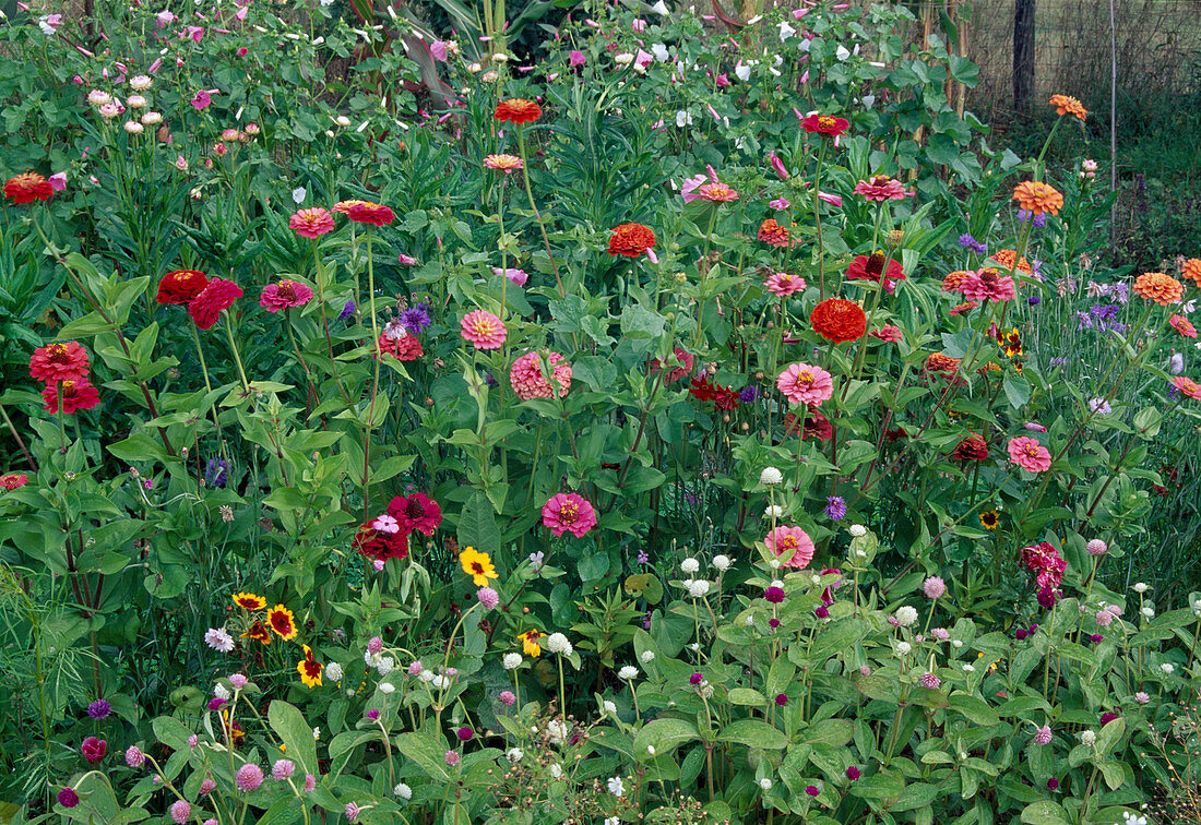 Sommerblumenbeet: Zinnia elegans (Zinnien), Gomphrena 'Haageana Quis Mix' (Kugelamarant)