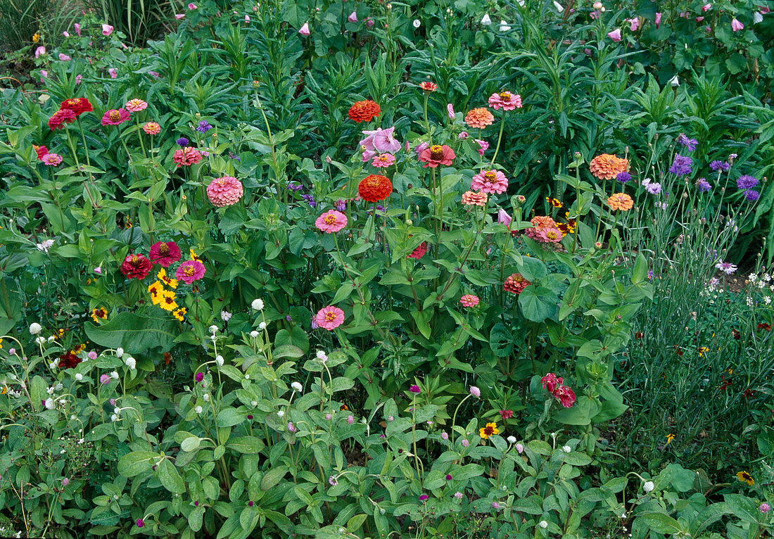 Zinnia elegans (Zinnien), Gomphrena 'Haageana Qis Mix' (Kugelamarant) und Centaurea (Kornblumen)