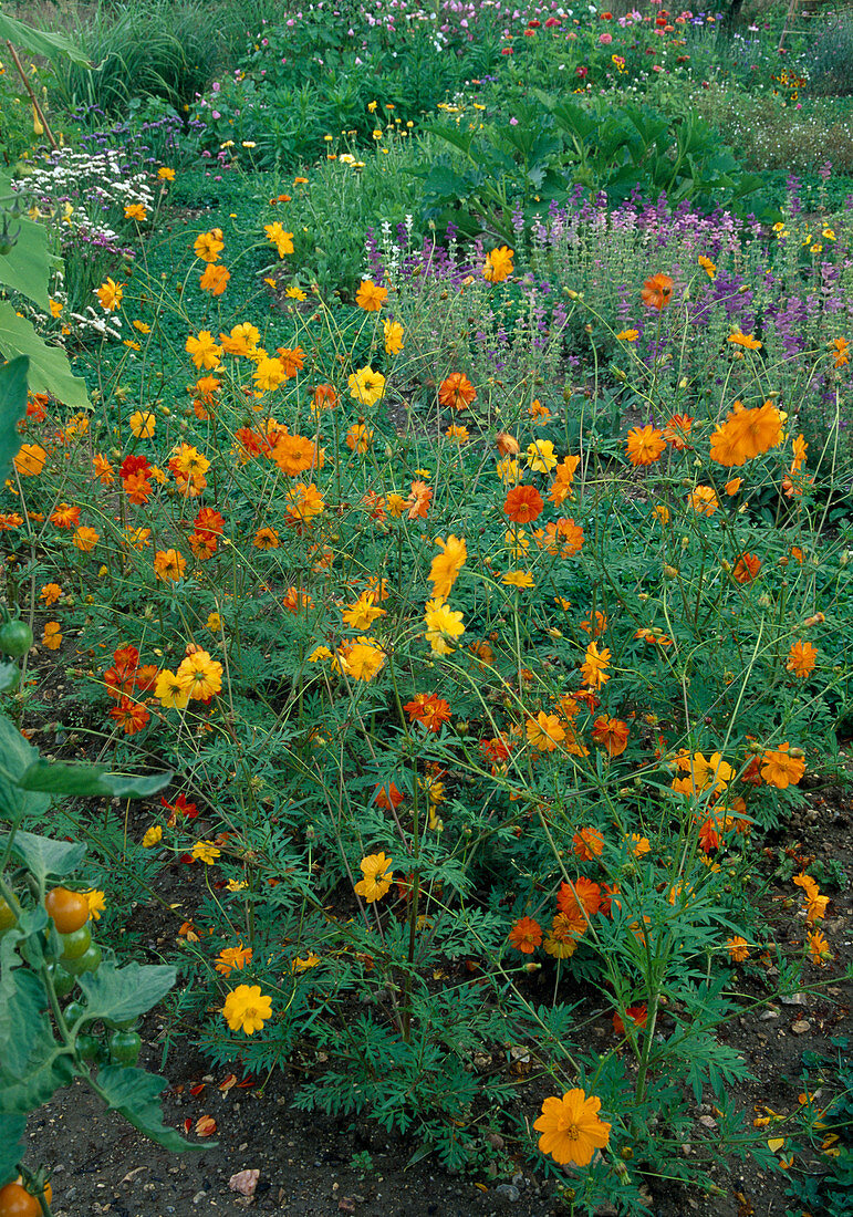 Cosmos sulphureus 'Etincelant' (Jewel Basket)