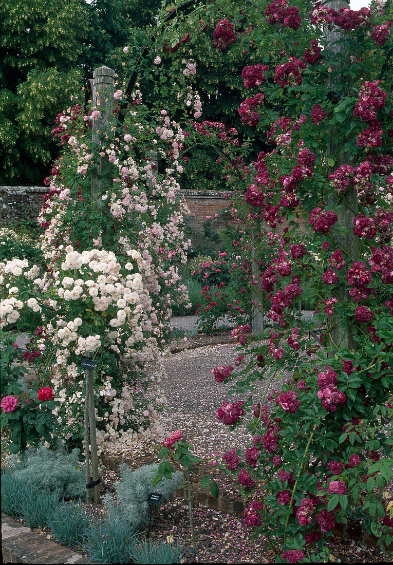 Rosa 'Debutante', 'Magenta' (Ramblerrosen, Kletterrosen) an Rosenbogen, R. 'Little White Pet' syn. 'Belle de Teheran' (Chinarosen) als Stämmchen, öfterblühend mit leichtem Duft