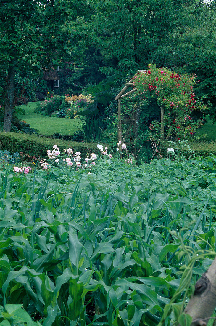 Gemüsebeet: Zuckermais (Zea mays), Kartoffeln (Solanum tuberosum) und Rosa 'Exelsa'(Kletterrose, Ramblerrose) an Rosenbogen aus Holz, Rasenweg zwischen Beeten führt zum Haus