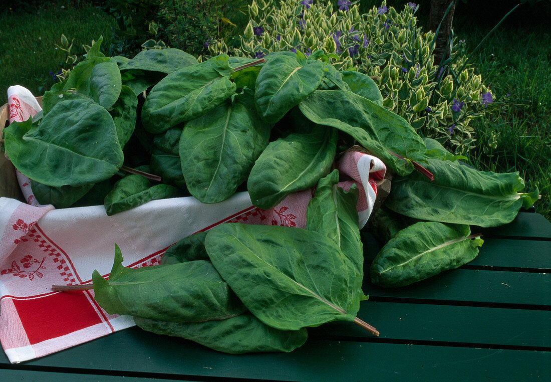 Freshly picked leaves of Spinacia oleracea (spinach)