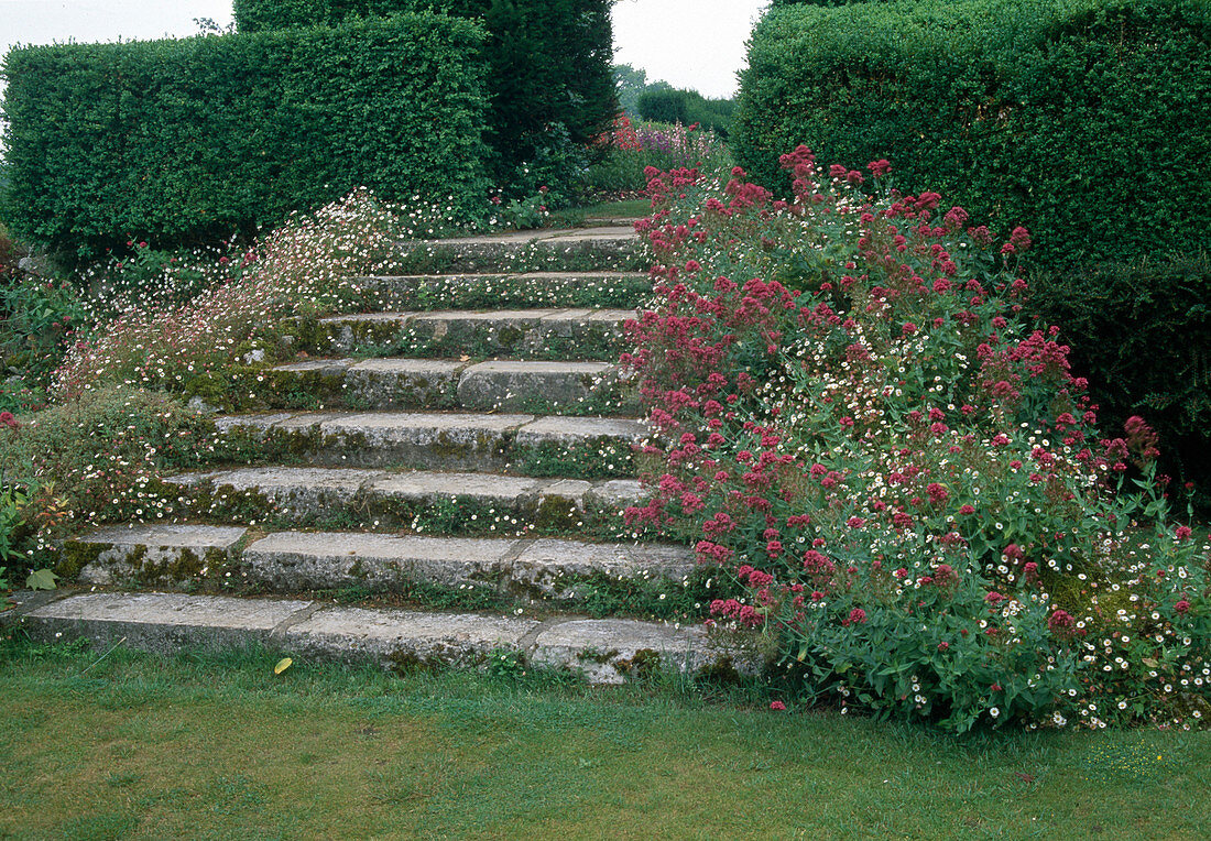 Centranthus ruber (spurge), Erigeron karvinskianus (Spanish daisy), stairs with flowers leading between hedges in parkland