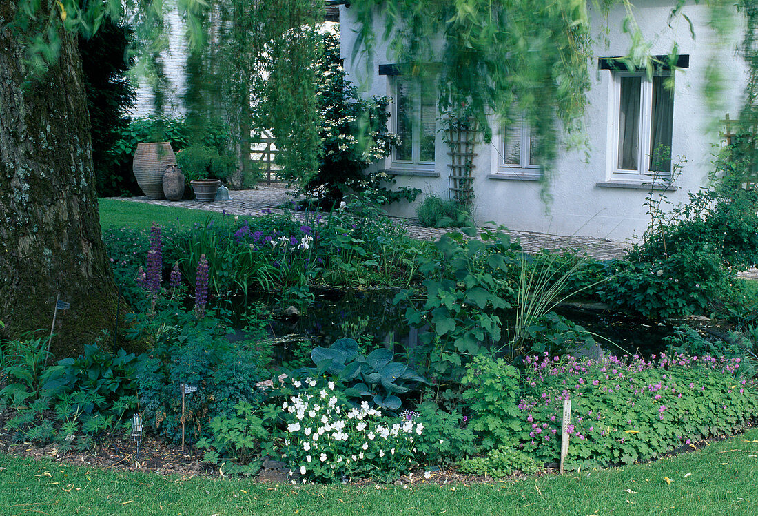 Pond with Viola cornuta, Geranium, Hosta, Lavatera, Lupinus in shade under large tree