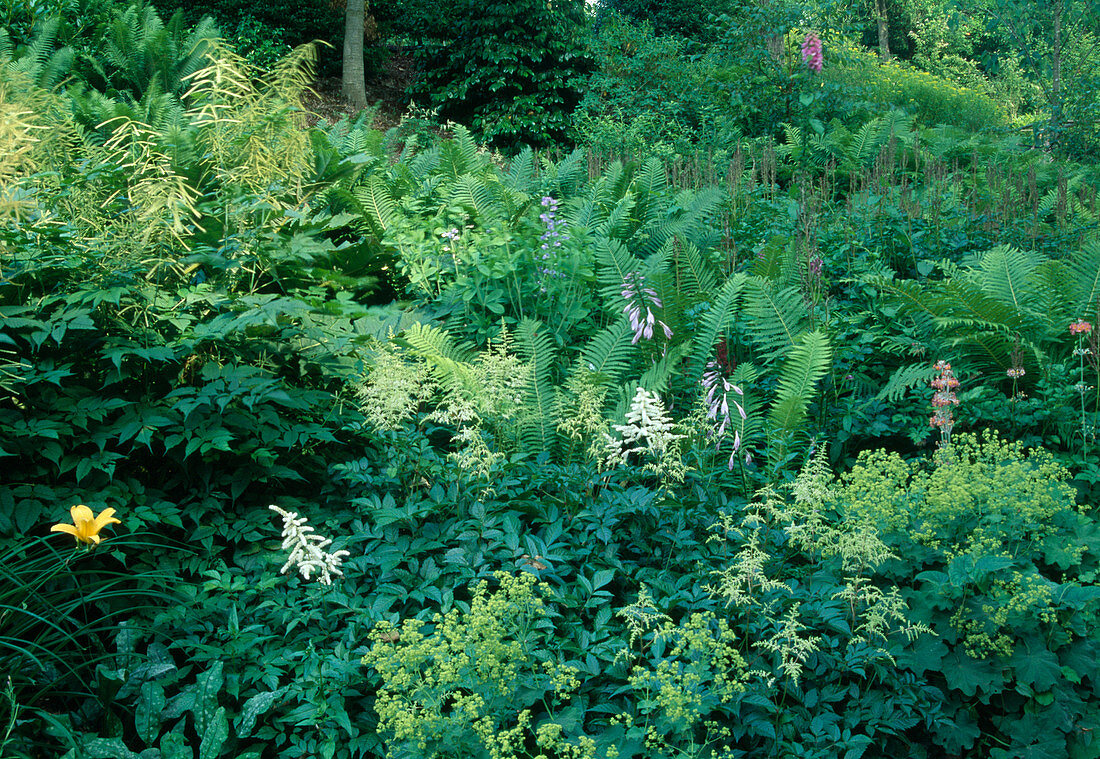 Woodland bed for shade plants: Dryopteris filix-mas (worm fern), Astilbe (daisy), Alchemilla (lady's mantle), Aruncus dioicus (forest honeysuckle)