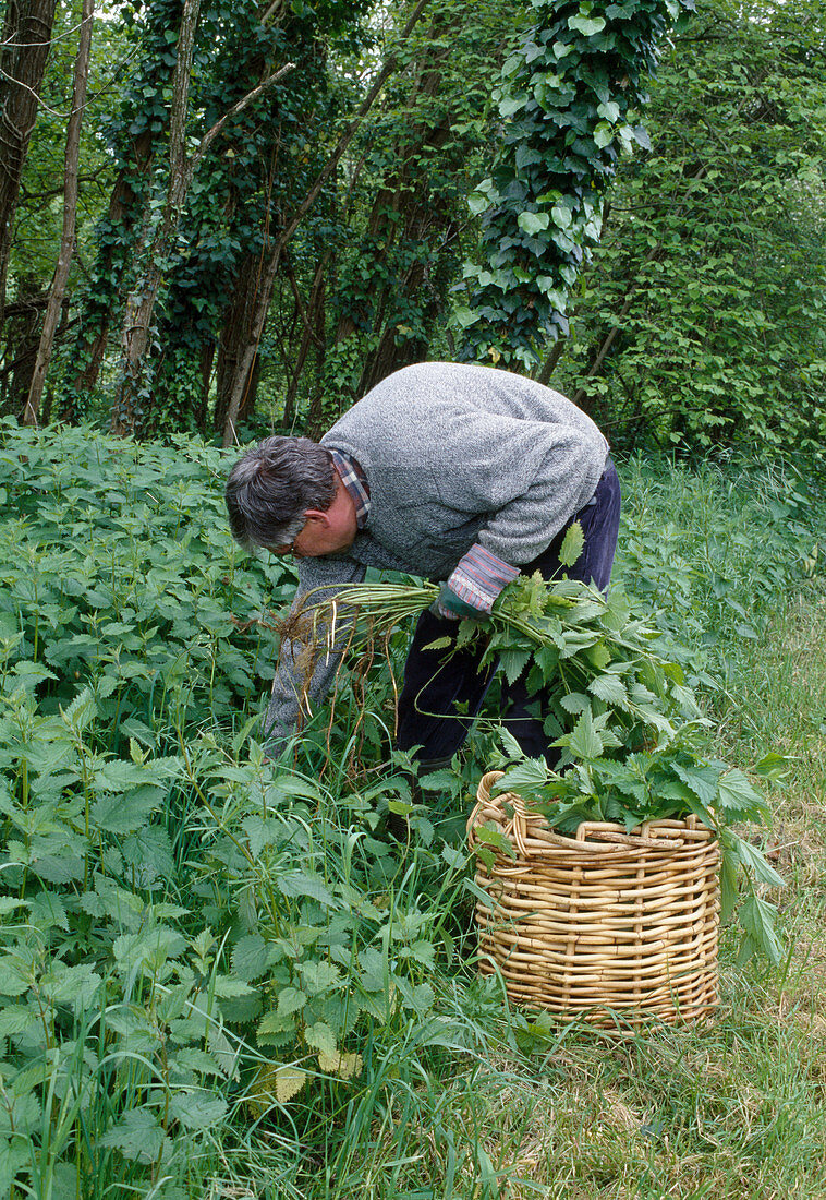 Man collecting stinging nettle (Urtica dioica)
