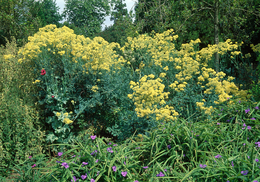 Thalictrum flavum ssp. glaucum (Yellow Meadow-rue) and Tradescantia (Three-master flower)