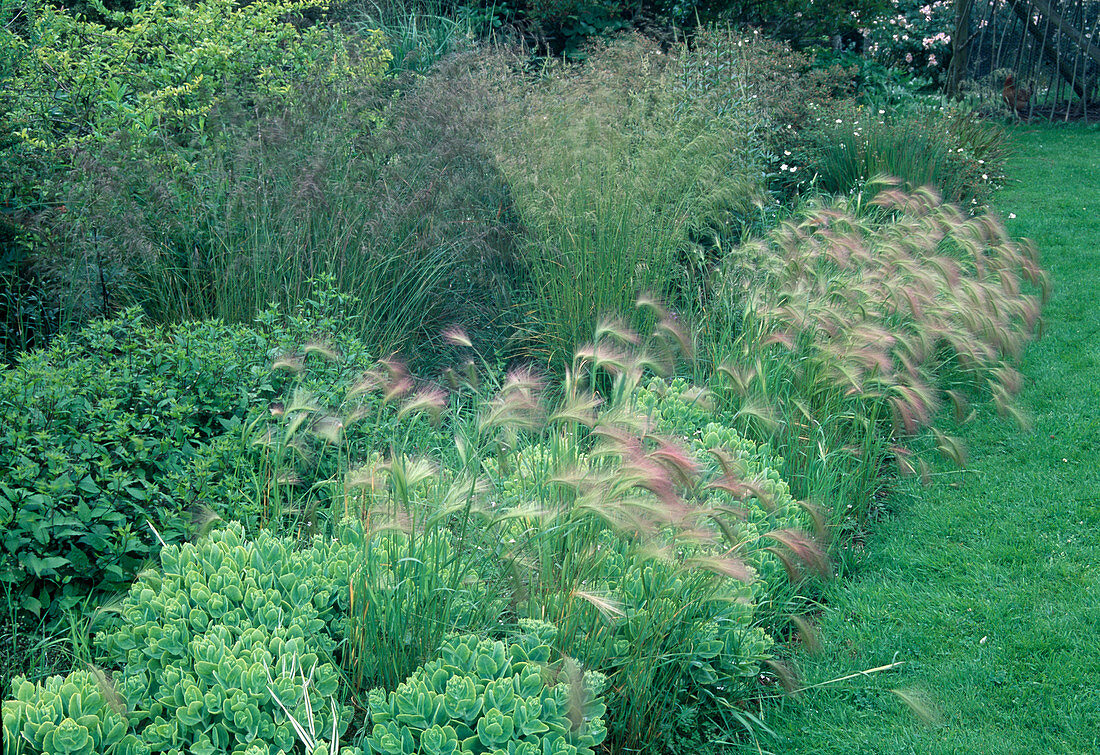 Hordeum jubatum (maned barley), Sedum telephium (stonecrop), Deschampsia 'Gold Veil' (woodsmilk)