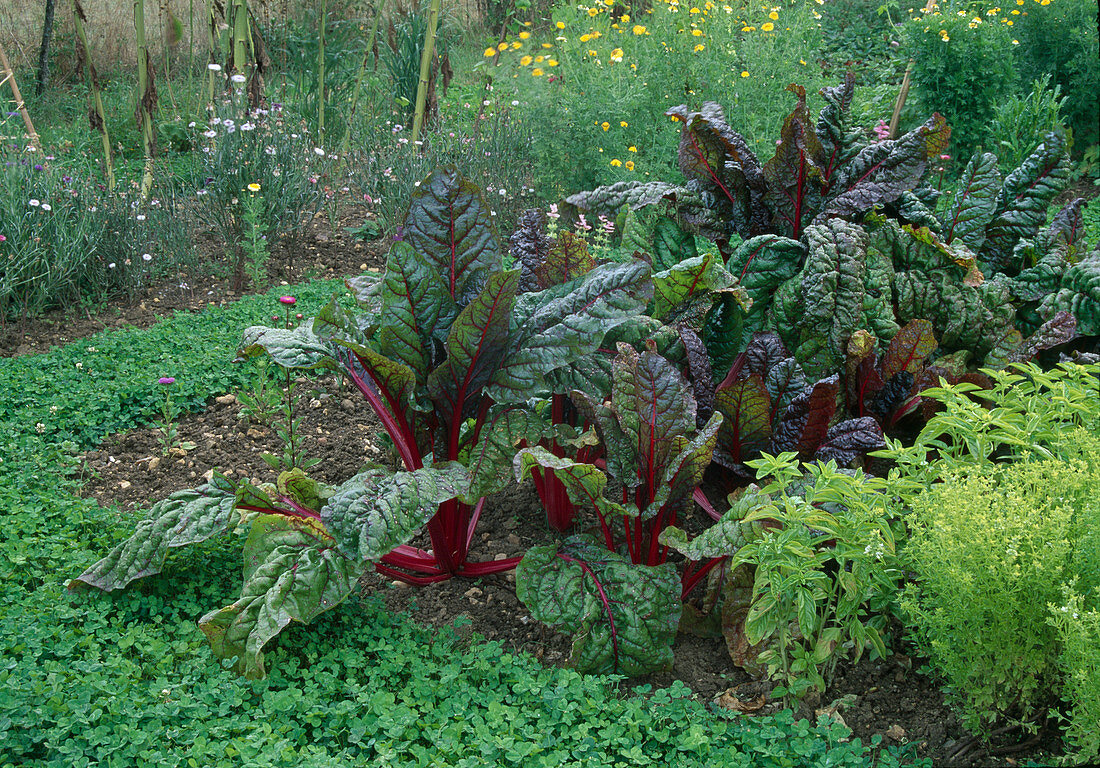 Beta vulgaris (Red Card) (Chard)