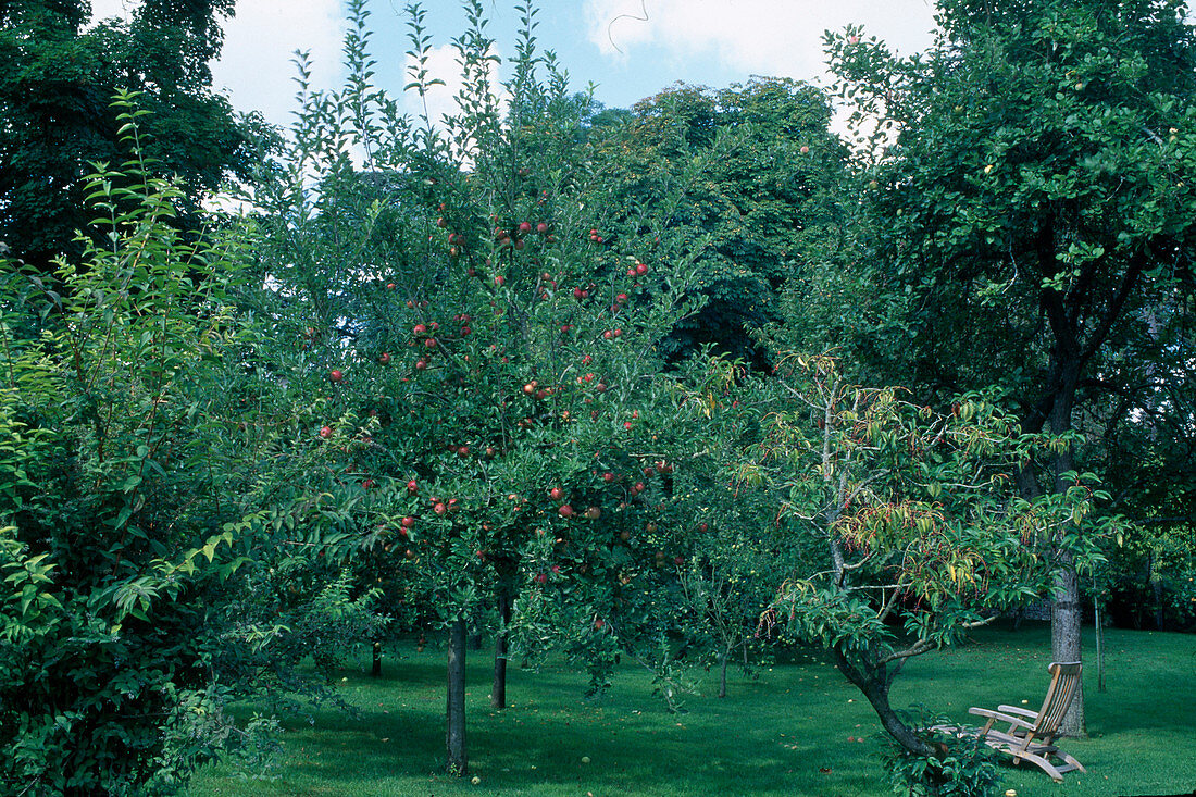 Meadow with apple trees (Malus)