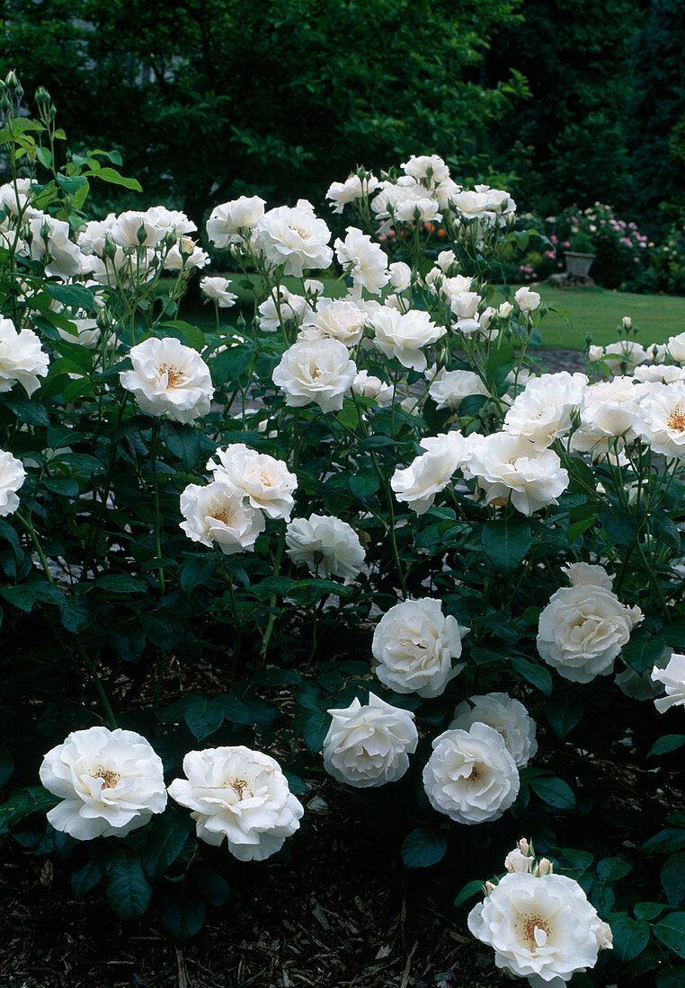 Rosa 'Maria Mathilda', floribunda, repeat flowering, strong fragrance
