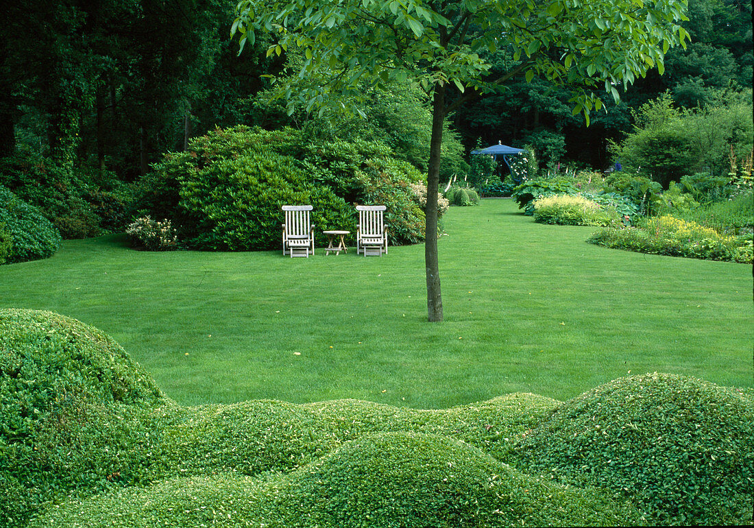 Lawn, Buxus (boxwood) cloud pruning, wooden loungers in front of Rhododendron (alpine roses)