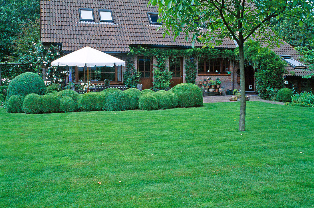 Lawn, Buxus sempervirens (boxwood) cloud pruning, Lavandula (lavender) and Wisteria (blue vine) at the house, terrace with parasol