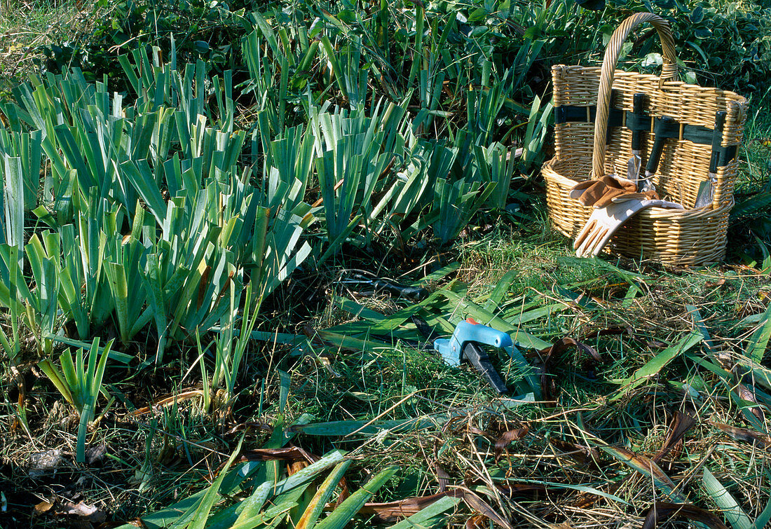 Blätter von Iris (Schwertlilien) mit der Rasenkantenschere zurückschneiden