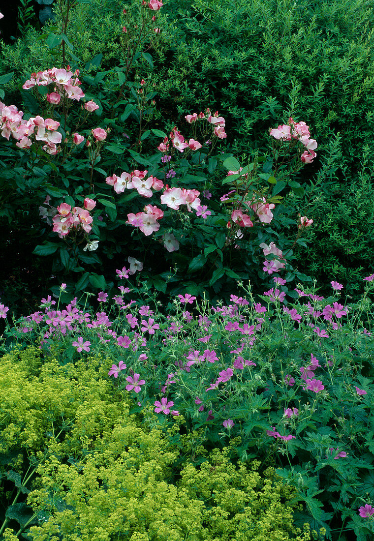 Rosa floribunda 'Rush' (Floribundarose), öfterblühend, fruchtiger Duft, Geranium endresii (Storchschnabel), Alchemilla mollis (Frauenmantel)
