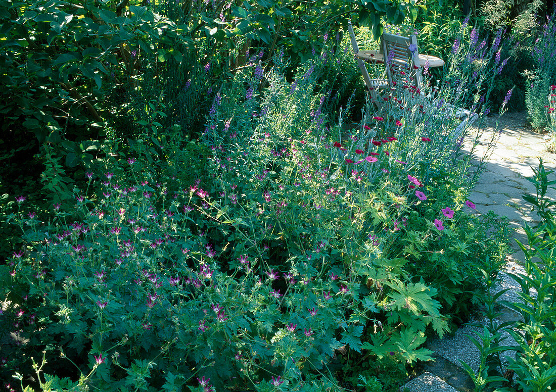 Seat in the garden with Geranium x oxonianum 'Thurstonianum' (cranesbill), Linaria purpurea (purple flax), Lychnis coronaria (coneflower), table, chairs, small terrace