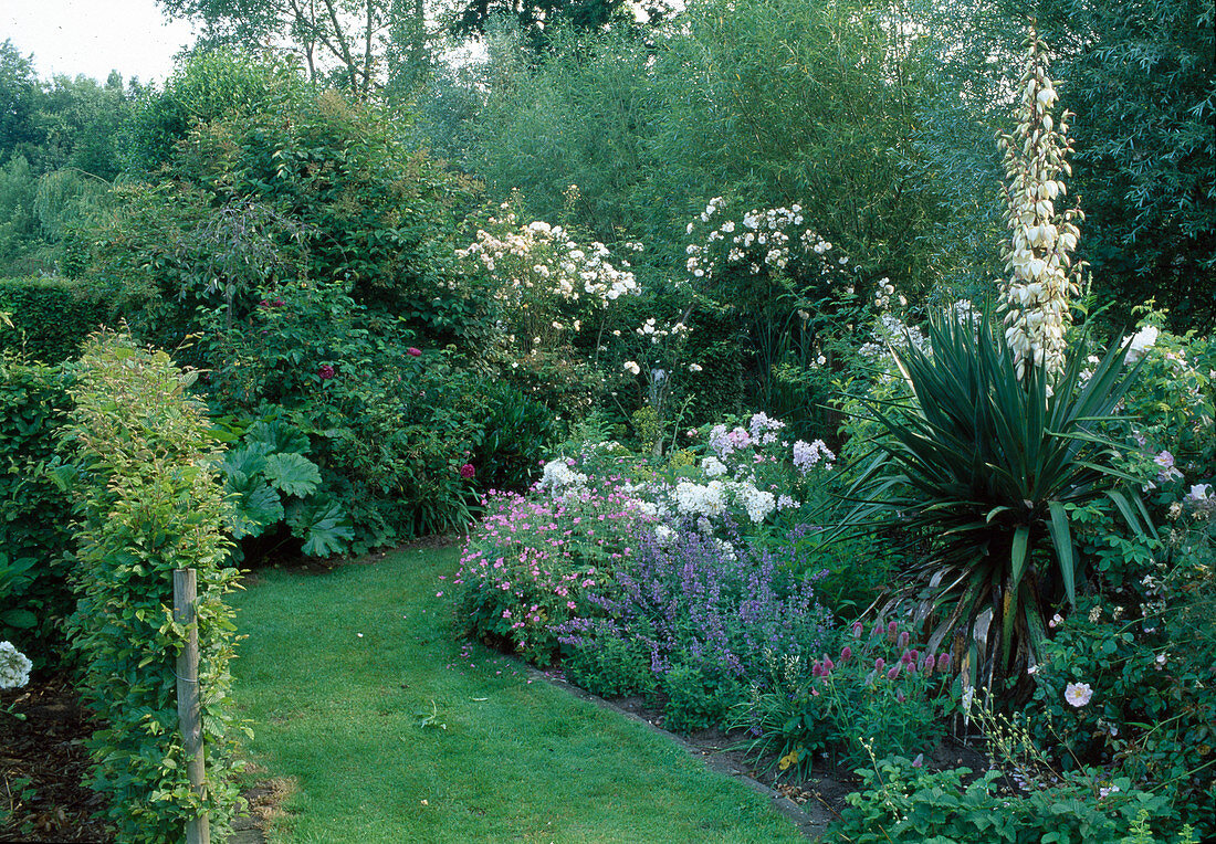 Flowering perennial bed: Yucca gloriosa (palm lily), Rosa (roses), Nepeta (catmint), Geranium (cranesbill), Campanula (bluebells)