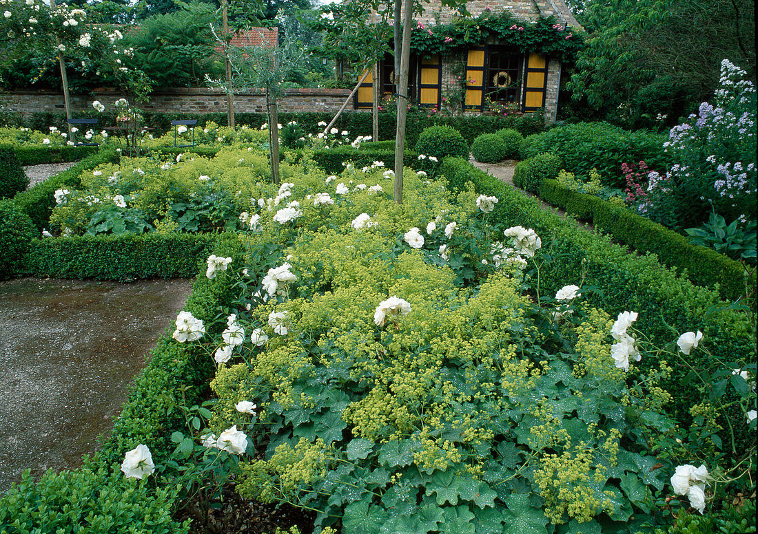 Weiß-gelbes Beet mit Rosa 'Schneewittchen' (Strauchrose) und Alchemilla mollis (Frauenmantel), Hecke aus Buxus (Buchs)