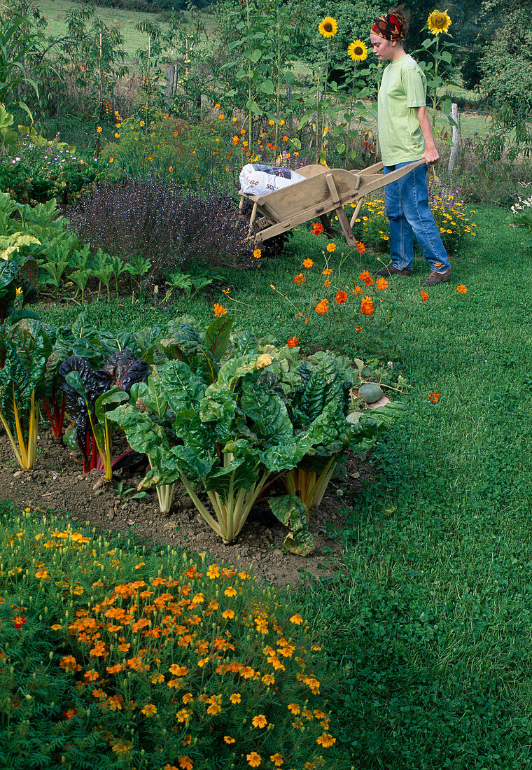 Farm garden with chard (Beta vulgaris), Tagetes tenuifolia (Spice Tagetes), woman working in the garden, Trifolium repens (White Clover) as lawn replacement on the pathway